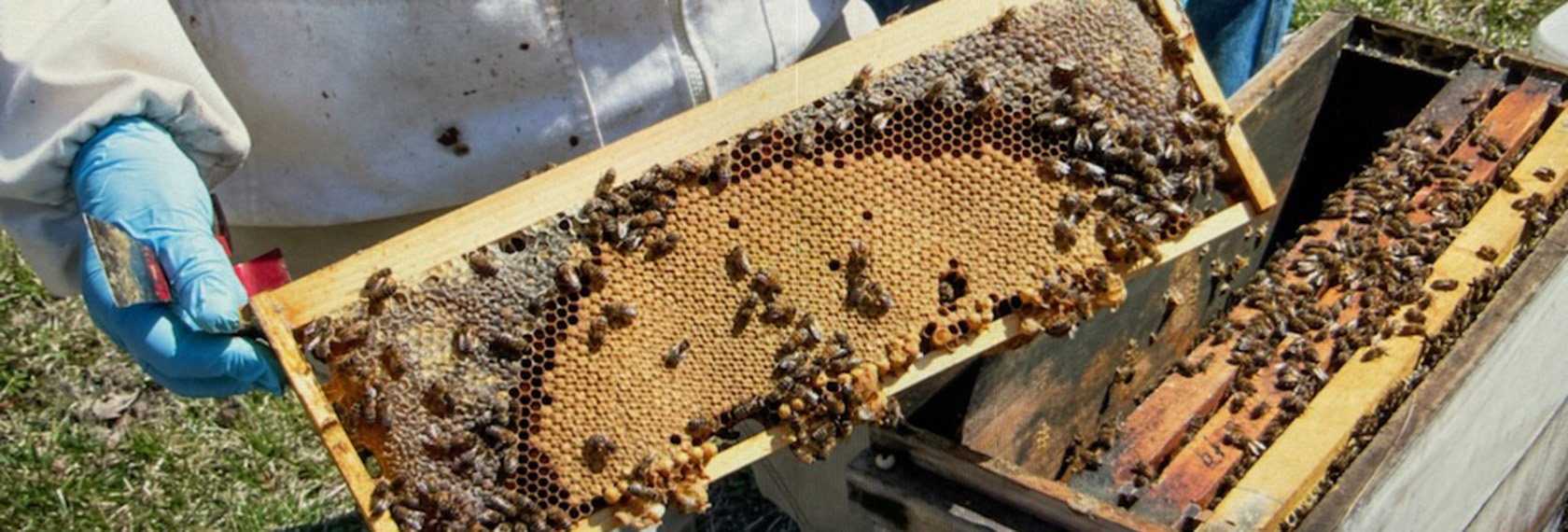 Bees Shp Home - front page - Sustainable Honeybee Program (SHP)