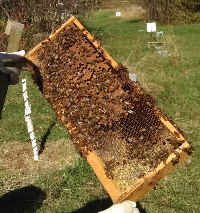 Varoa mite inspection at Sustainable Honeybees Program