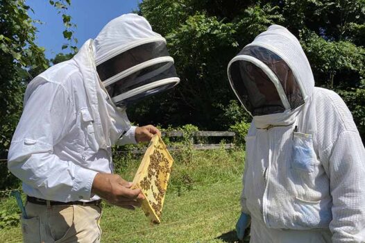 Be a beekeeper for one day at Sustainable Honeybee Program