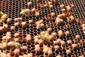 Laying workers and drones shown by Sustainable Honeybee Program