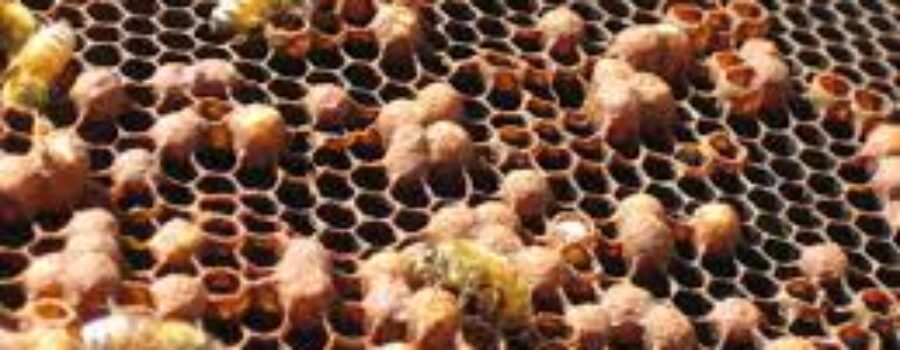 Laying workers and drones shown by Sustainable Honeybee Program