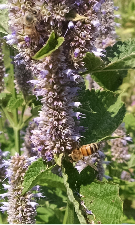 hyssop