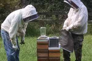 Feisty bees at Sustainable Honeybee Program