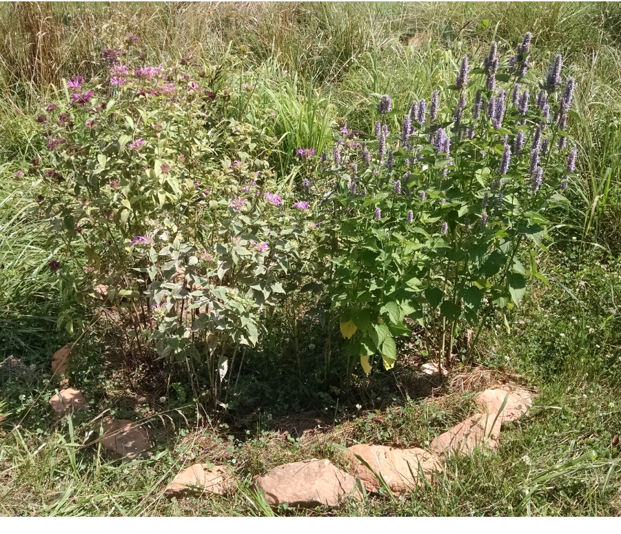 Monarda