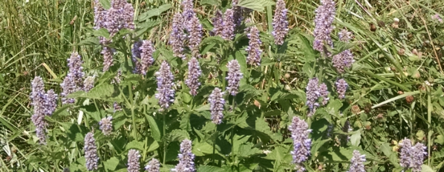 rudbekia and hyssop