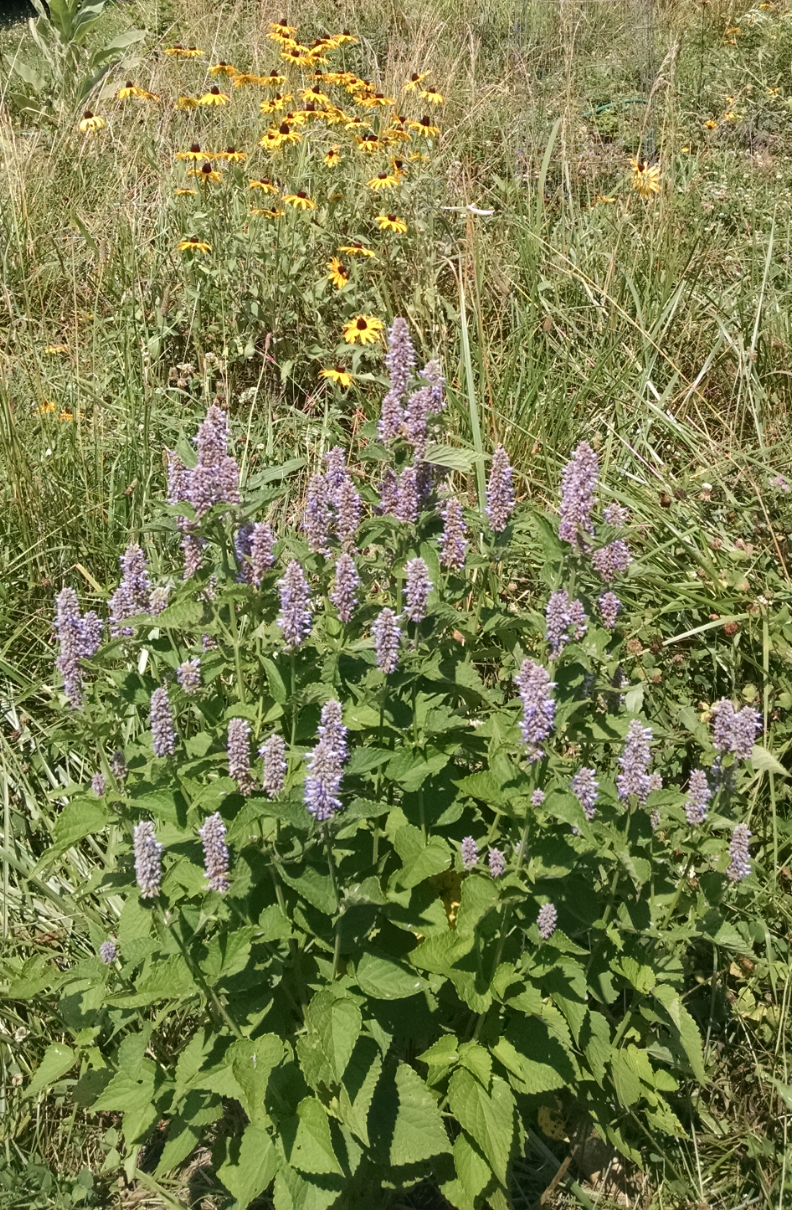 rudbekia and hyssop