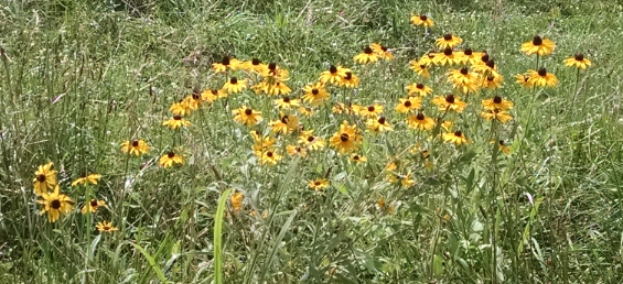 rudbekia