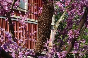 Bee swarms