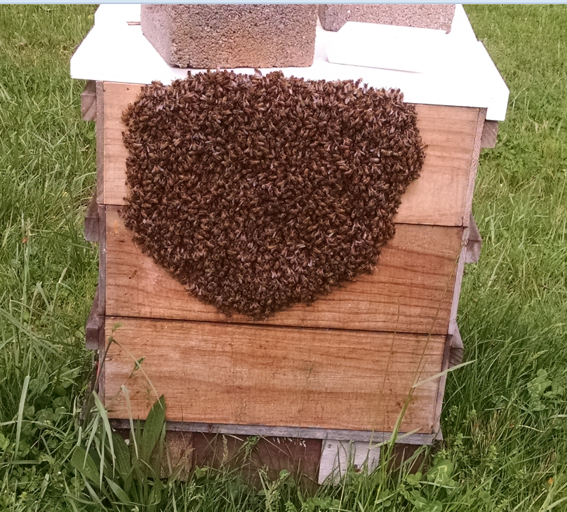 swarm at Sustainable Honeybee Program