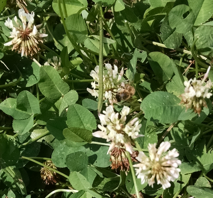 white clover