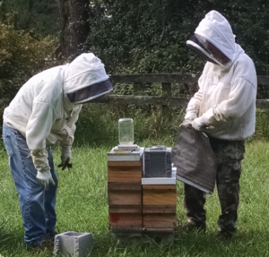 hive inspection at Sustainable Honeybee Program