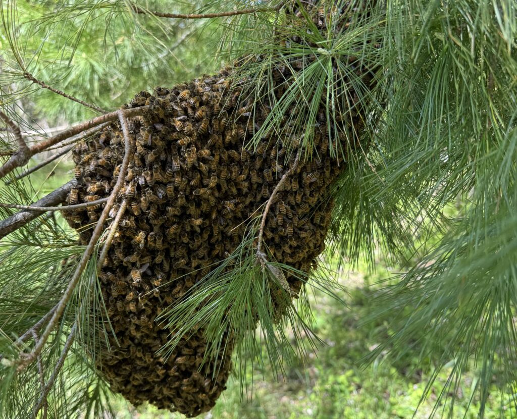 Capturing swarms at SHP